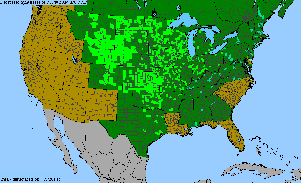 County distribution map of Oenothera villosa ssp. villosa - Hairy Evening-Primrose